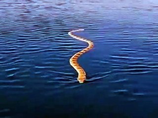 Un grand serpent qui nage dans la mer est ton pire cauchemar !