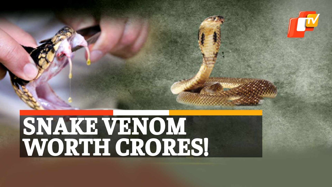 Snake Venom Worth Rs 1.5 Crore  Seized By Police