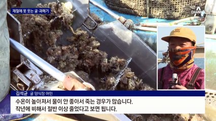 ‘금메기·금굴’ 될라…제철 왔지만 생산량 감소에 ‘울상’