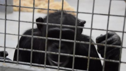Wingham welcomes new baby gorilla