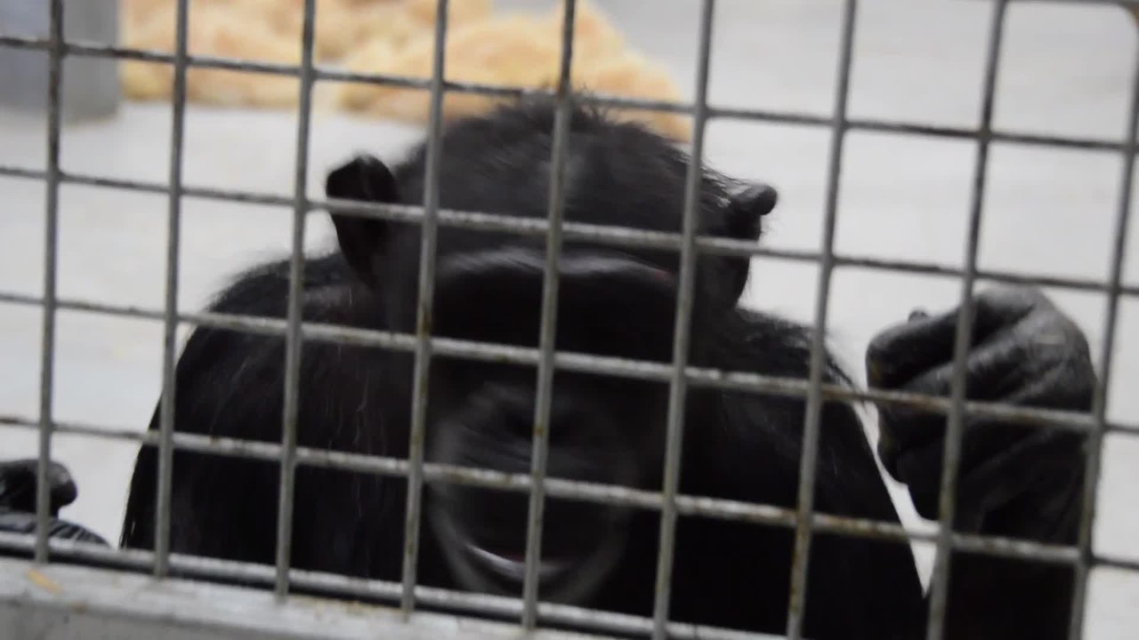 Wingham welcomes new baby gorilla