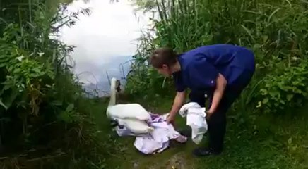 Swan reunited with mate after fishing line accident