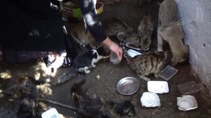 Evinin bir bölümünü sokak kedilerine ayırdı