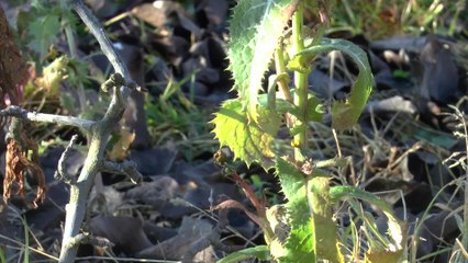 Controversial weed killer to still be used