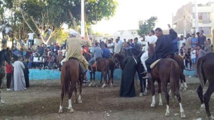 مدد يا سيدي «السنجق».. الآلاف من صعايدة قنا يحتفلون بالمولد بالخيول والجمال
