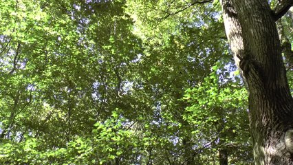 A new trend in Kent - Foraging