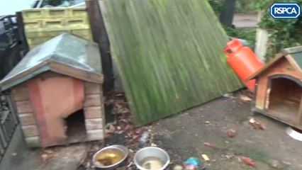 Kent couple disqualified from keeping animals after neglecting pet terrier