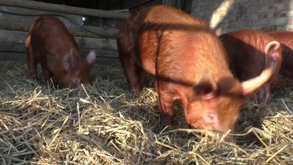 Tamworth pigs fight for survival