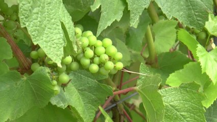 Great vintage predicted for Kent's frost bitten wine
