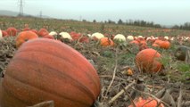 Bumper pumpkin harvest in Kent