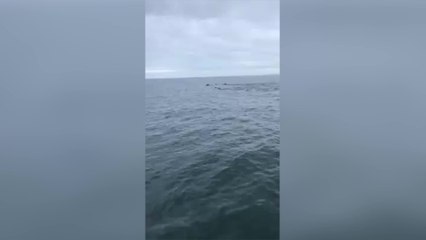 Dolphins spotted in Folkestone