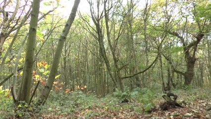 Kent Woodland Employment Scheme awarded a 10,000 pound lottery grant
