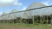 Polytunnels are causing controversy across Kent