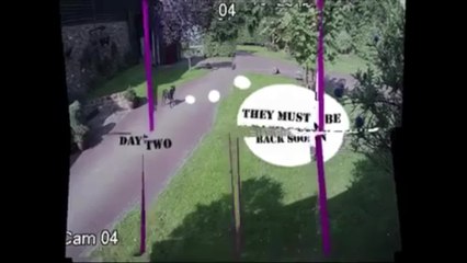 Dog waits for owner's return