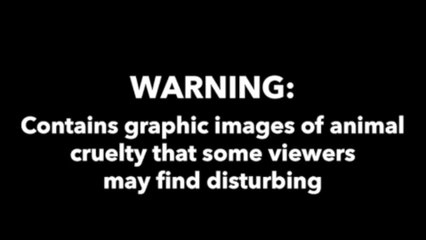 Pupils excluded over disturbing squirrel video