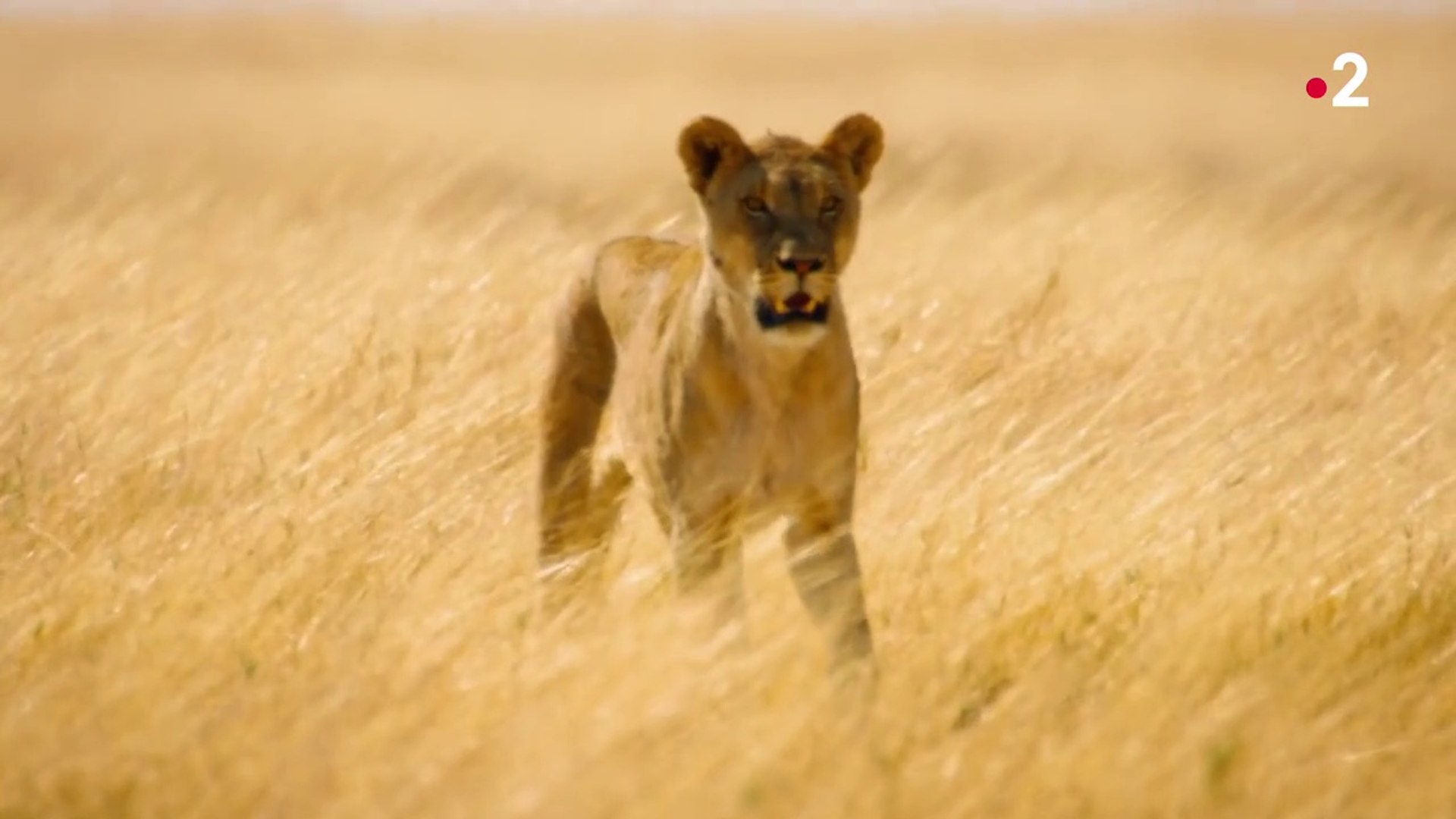 Kalahari L Autre Loi De La Jungle Replay Kalahari, l'autre loi de la jungle - Acte 2 - Vidéo Dailymotion