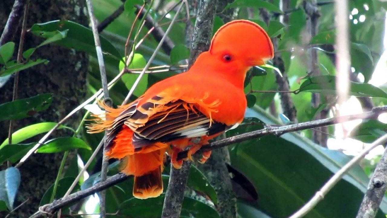 Fransız Guyana'sı..(GUYANE)