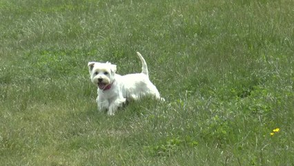 Nearly 600 dog attacks in Kent