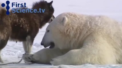 Polar bears and dogs play together