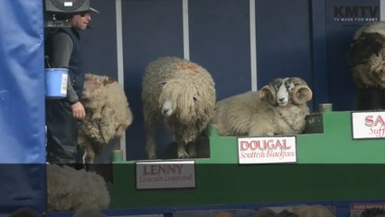 Dancing sheep take centre stage at Living Land show