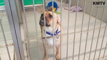Battersea dogs are looking for new homes
