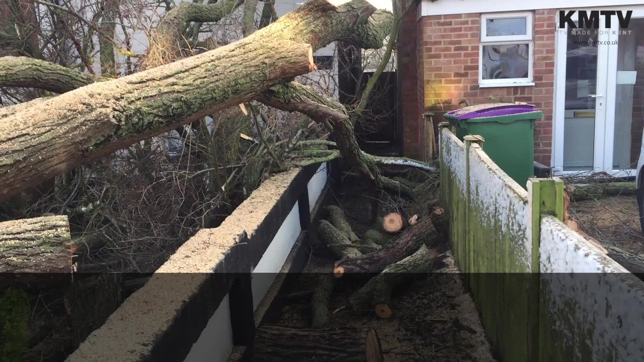 Tree falls in Cheriton