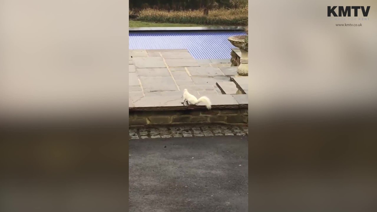 White squirrel spotted in Whitstable