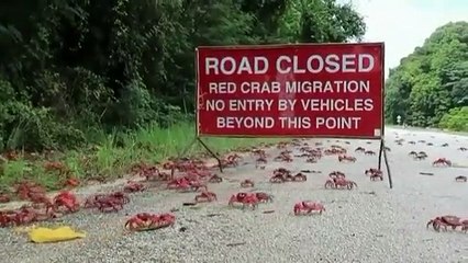 En Australia crearon y puente peatonal para cangrejos