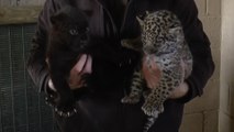 New jaguar cubs born in Kent wildlife park