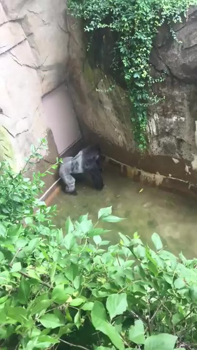 Gorilla zoo boy- did Harambe at Cincinnati Zoo deserve to die-.mp4