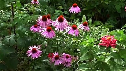 Relaxing Music and Video, Smooth rain ambient.