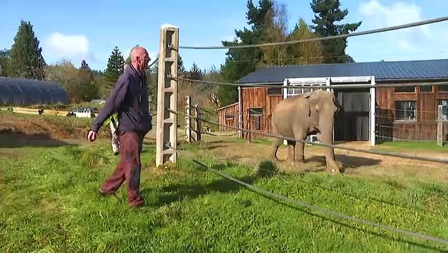 En France, une maison de retraite pour les éléphants des cirques ou des zoos