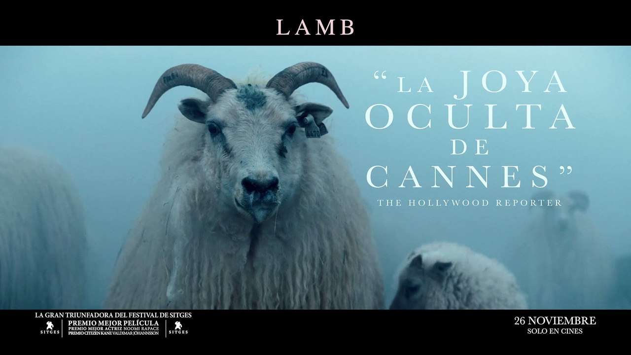 Lamb - Spot
