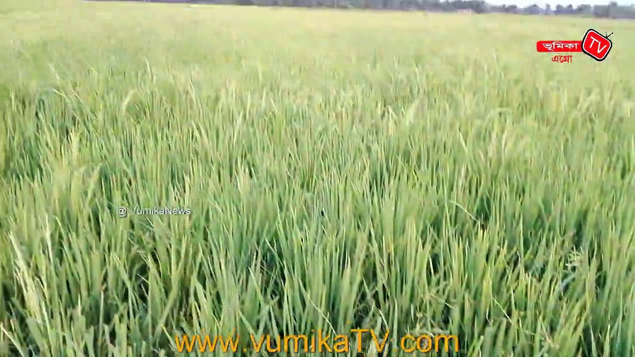 Complete Guide from Rice Production | করোনা ভাইরাসের এর সময় ধানের উচ্চ ফলন | ভূমিকা নিউজ
