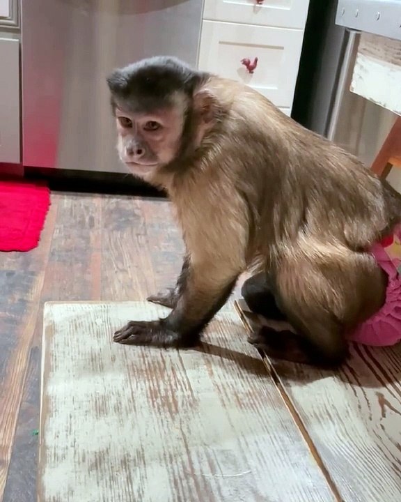 Can I get some attention please!These people do not listen to me around here! Can I get some attention please... wait for it!