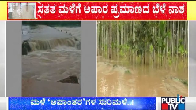 Davanagere: Agricultural Crops Destroyed Due To Heavy Rain