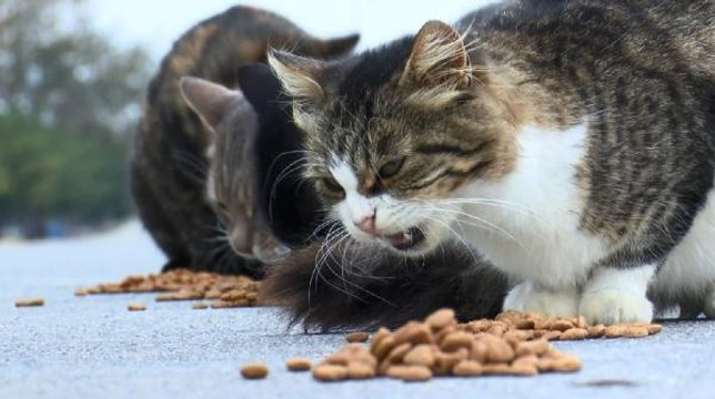 ZEYTİNBURNU SAHİLİ'NDE HAYVANLAR ONLARA EMANET