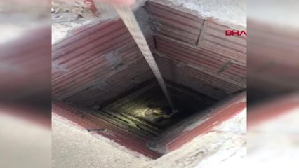 BACAYA DÜŞEN KEDİYİ İTFAİYE KURTARDI