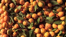 Doğu Akdeniz Türkiye'nin turunçgil ihracatına önemli katkı sunuyor