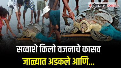 जाळ्यात अडकलेल्या सव्वाशे किलो वजनाच्या कासवाची सुटका करताना फुटला घाम