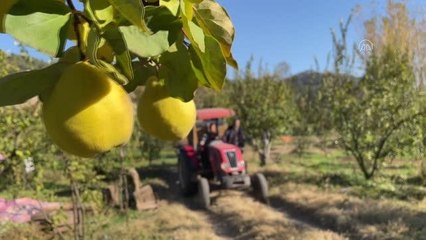 KAHRAMANMARAŞ - Şahinkaya ayvası 10 ülkeye ihraç ediliyor