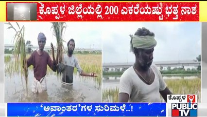 Heavy Rains Damage 200 Acres Of Paddy Crop In Koppal District