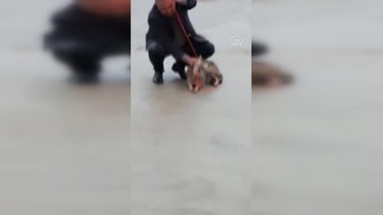 Çamura saplanan kurt kurtarıldı...HABER
