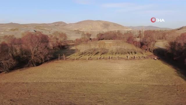 Kışlık odunlarını temin etmek için ağaçların dallarını kesiyor, yapraksız kalan ağaçlar görenlerin dikkatini çekiyor