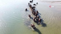 Suları çekilen barajın zemininde hayvanlarını otlatmak için 4 kilometre yol kat ediyor
