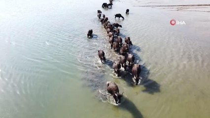 Suları çekilen barajın zemininde hayvanlarını otlatmak için 4 kilometre yol kat ediyor