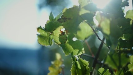 Orchester der Kulturen - Sonbahar