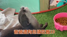 水獺當媽了!生產過程全紀錄 新手媽咪努力模樣惹心疼