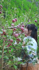 picking apple