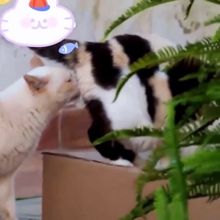 Baby Cats - Cute Cats - Adorable Cats - Funny Cats Compilations PART 27